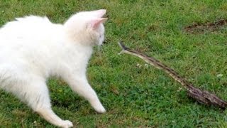 Snake vs Cat  Mossy Oak [upl. by Norag698]