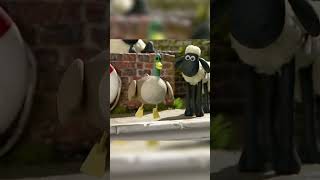 Ice Duck🐑🐑 shorts shaunthesheep cartoonforkids fullepisodes english animation [upl. by Yenahs]