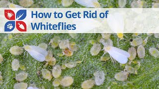 STOP Whiteflies from Destroying Your Plants [upl. by Odnala]