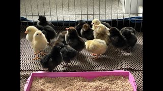 Keeping Chickens and the costs [upl. by Eibbed]