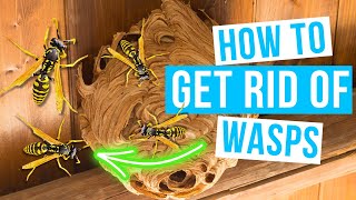 How to GET RID OF WASPS in and around the house [upl. by Donny]