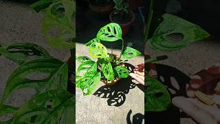 monstera plant care 🌿 garden video sorts [upl. by Aerised]