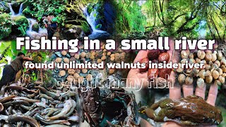 Fishing In A Small River Caught A Lot Of First Unlimited Wild Nuts Found Inside River [upl. by Scales]