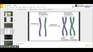 Sister Chromatids vs Homologous Chromosomes [upl. by Attenauq]