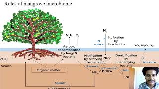 Mangrove and estuarine microbiome [upl. by Wearing23]