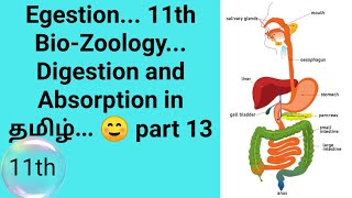 Egestion 11th BioZoology Digestion and absorption in tamil 🙂 [upl. by Assin]