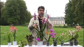 TOUS LES BONS CONSEILS PRATIQUES D’UN PASSIONNÉ POUR RÉUSSIR LES ORCHIDÉES Saga Chantilly N°15 [upl. by Eatnom906]