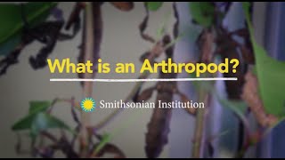 What is an Arthropod [upl. by Annaor]