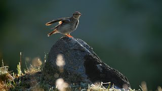 Bird sounds – Woodlark Lullula arborea [upl. by Enattirb]