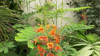 How To Grow Caesalpinia Pulcherrima Plant Peacock Flower Gulmohar Family Easy care tips flowers [upl. by Junia]