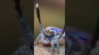 spider  peacock spider  peacock spider facts by care nature spider shorts [upl. by Adnohser]