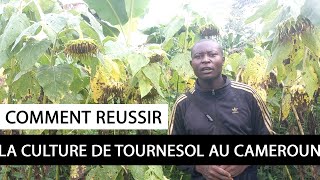 COMMENT OPTIMISER LE RENDEMENT DE LA CULTURE DE TOURNESOL [upl. by Margaretha]