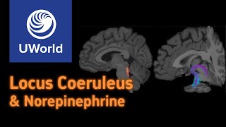 Locus Coeruleus  a USMLE UWorld Question  Nervous System  Neurology [upl. by Dyob44]