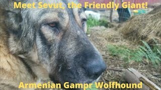 Rare Armenian Gampr Wolfhound  Meet Sevut the giant breed livestock guardian dog in training [upl. by Alvira736]