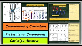 Estructura Cromosómica Partes de un Cromosoma Cariotipo Humano Autosomas y Cromosomas Sexuales [upl. by Sonnnie]