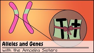 Alleles and Genes [upl. by Tuchman]