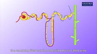 Animation E1 11 Ultrafiltration and reabsorption [upl. by Aitat]