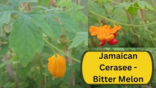 Jamaican Cerasee  Bitter Melon [upl. by Ynez716]