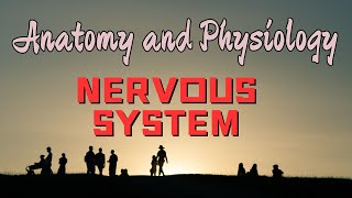 NERVOUS SYSTEM神经系统 [upl. by Ahsinnod]