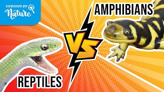 Reptiles Vs Amphibians  Whats the Difference [upl. by Anelram]