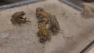 Who will get the first worm toadlet gulfcoasttoad frog amphibian mealworm feedingtime [upl. by Flemming]