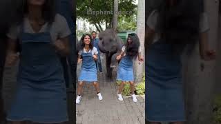 Elephant dance funny dance babyelephants [upl. by Arola]