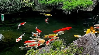 koi fish tank worth 50000 usd [upl. by Everrs940]