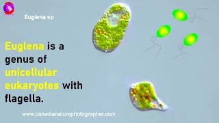 Euglena  Study of Protozoa with characteristics classification and examples [upl. by Elvah67]