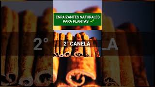 enraizantes naturales para plantas [upl. by Norrahs]