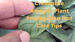 Ctenanthe Amagris  Fishbone Prayer Plant Propagation And Care Tips [upl. by Irihs]