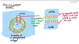 41 Formation of the Phospholipid Bilayer Cambridge AS amp A Level Biology 9700 [upl. by Booth]