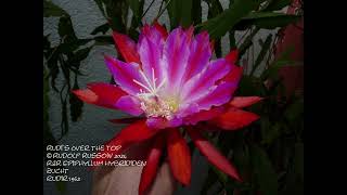 Epiphyllum Epikakteen und alles was damit zu tun hat  Epi Bilder Galerie Season 2024  Part 1 [upl. by Doran]