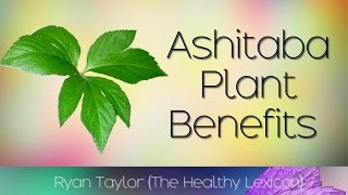 Ashitaba Plant Health Benefits Tomorrow Leaf [upl. by Phebe]