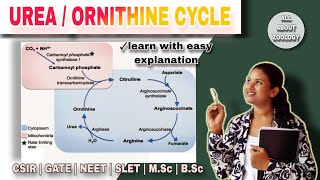 ORNITHINE Cycle Mechanisms  Formation of Urea  Urea Cycle Mechanisms  Cellular Pathway [upl. by Fonzie]