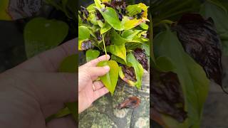 Anthurium roots super fast [upl. by Micheline]