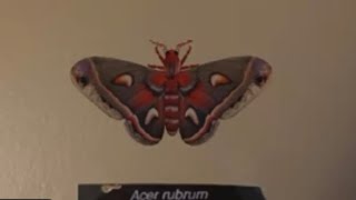 Cecropia Moth AR Presentation [upl. by Eibbob]