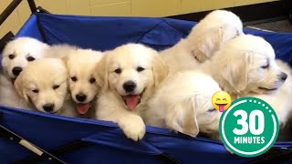 30 Minutes of the Worlds CUTEST Puppies 🐶💕 [upl. by Merell]