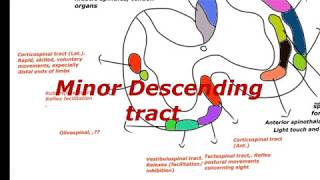 Reticulaospinal  vestibulospinal tectospinal rubrospinal descending autonomous fibers [upl. by Fletcher80]