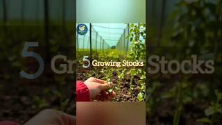 shorts 5 Growing Stocks stockmarket invest youtubeshorts ytshorts profit wealth [upl. by Hiasi]