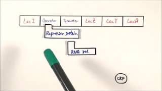 A2 Biology  Lac operon OCR A Chapter 192 [upl. by Lauder792]