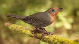 The Sing of Birds  O Cantar dos Pássaros [upl. by Tadeo]