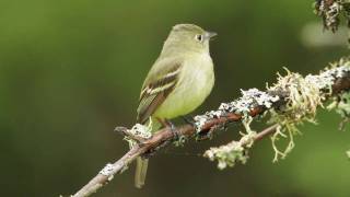 Yellowbellied Flycatcher [upl. by Lerrehs31]