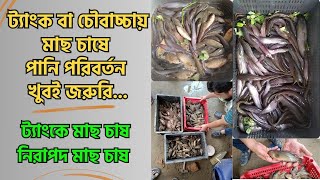 ট্যাংকে মাছ চাষে পানি পরিবর্তন খুবই জরুরি  Importance of water changing in fish farming tank [upl. by Kittie]