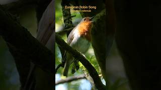 Robin Redbreast singing a rich melody shorts [upl. by Euqenimod]