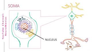 NEUROSCIENCE STRUCTURE OF NEURON – AXON DENDRITE SCHWANN CELL OLIGODENDROCYTE NODE OF RANVIER [upl. by Fellner]