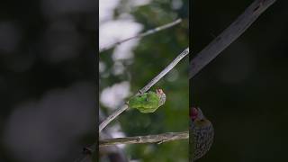 বড় বসন্ত বৌরিLineated Barbet shorts nature birdslover wildlife [upl. by Cresa]