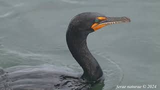 Hungry Doublecrested Cormorant gulps down its catch [upl. by Ogu]