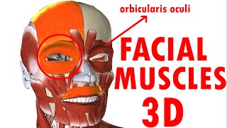 Muscles Of Facial Expression  Face Anatomy part 1 [upl. by Steward]