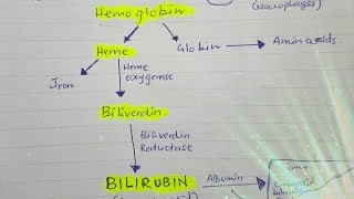 Bilirubin metabolism [upl. by Torre973]