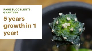 How to graft AriocarpusSuper rare succulent 5 years growth in 1 [upl. by Eentruok]